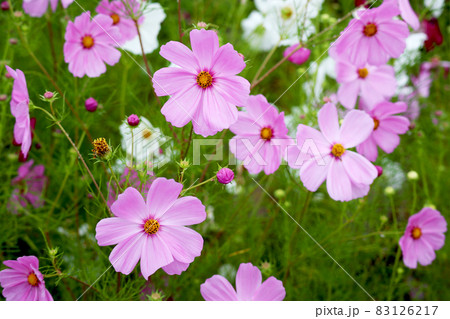 コスモス 新潟県 83126217