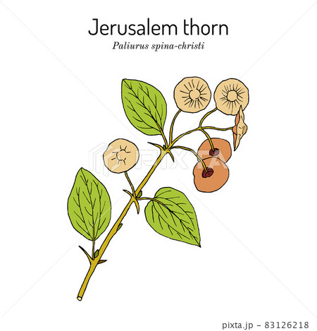 Jerusalem thorn Paliurus spina-christi , medicinal plant Jerusalem thorn Paliurus spina-christi , medicinal plant 83126218