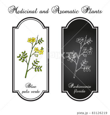 Blue palo verde Parkinsonia florida , edible and ornamental plant, state tree of Arizona 83126219