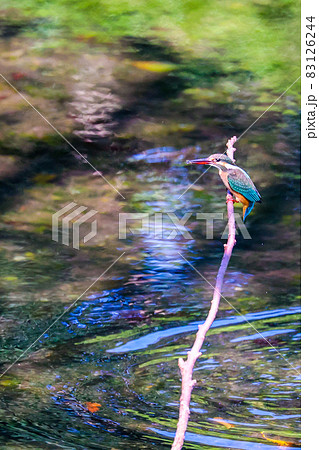 カワセミ 一瞬のチャンスを逃さないの写真素材 83126244 Pixta