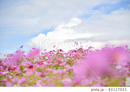 秋の西原村に咲き誇るミルク牧場の秋桜の花 83127055
