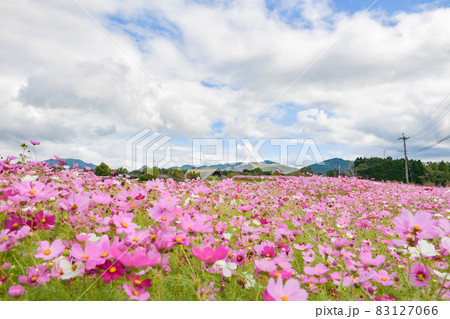 秋の西原村に咲き誇るミルク牧場の秋桜の花 秋の西原村に咲き誇るミルク牧場の秋桜の花 83127066