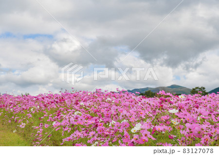 秋の西原村に咲き誇るミルク牧場の秋桜の花 秋の西原村に咲き誇るミルク牧場の秋桜の花 83127078