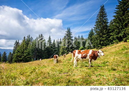 Cows in a mountain field. The Grand-Bornand, France 83127136
