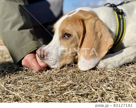 鼻に手を当てられる犬の顔アップ 83127192
