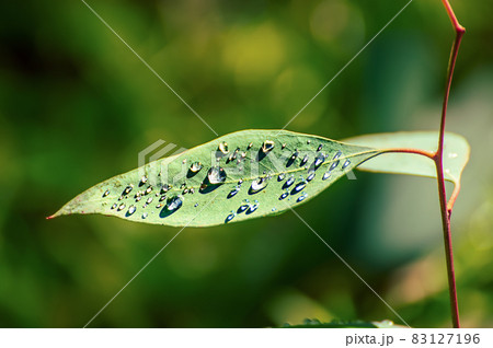 Eucalyptus green leaves Eucalyptus green leaves 83127196