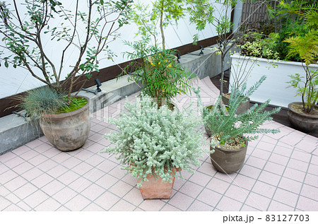 テラスの観葉植物のイメージ 83127703