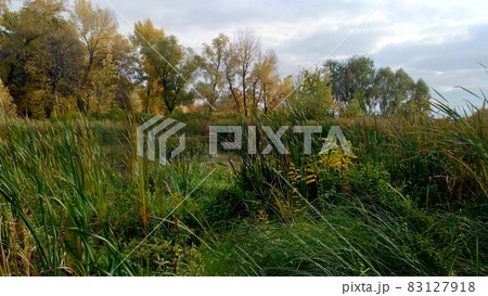 Swampy river bank in autumn, panoramic view Swampy river bank in autumn, panoramic view 83127918