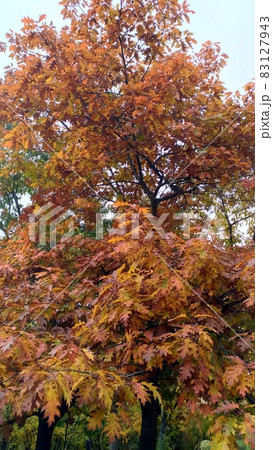 Tree in autumn - oak in park, leaves and branches against sky 83127943