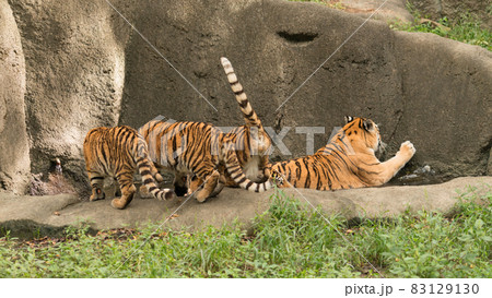 入浴する母を追うアムールトラの兄弟 83129130