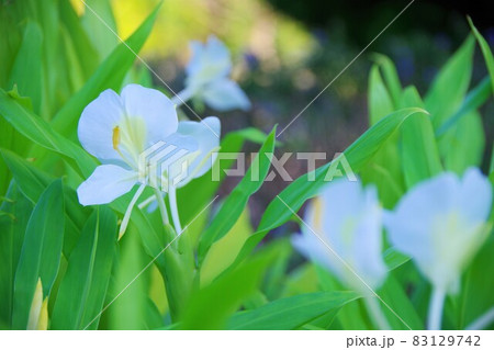 ジンジャーリリー 83129742