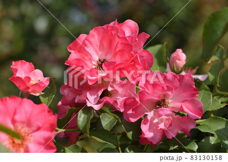 バラ バラ 83130158