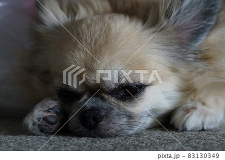 小型犬《チワワ》2 小型犬《チワワ》2 83130349