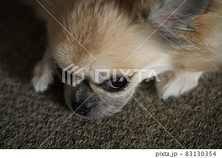 小型犬《チワワ》4 83130354
