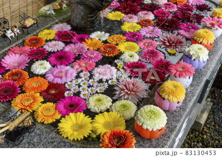 千葉県 鎌数伊勢大神宮 鮮やかな花手水の写真素材