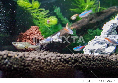 色々な熱帯魚 83130627