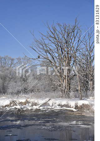 冬の釧路川 83131629