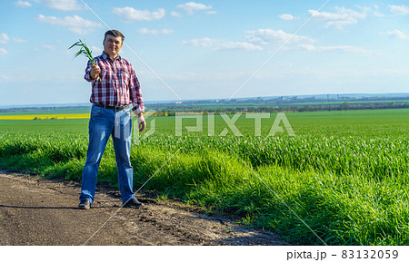a man as a farmer walking along the field, dressed in a plaid shirt and jeans, checks and inspects young sprouts crops of wheat, barley or rye, or other cereals, a concept of agriculture and agronomy a man as a farmer walking along the field, dressed in a plaid shirt and jeans, checks and inspects young sprouts crops of wheat, barley or rye, or other cereals, a concept of agriculture and agronomy 83132059