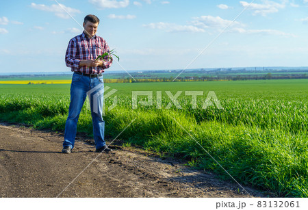 a man as a farmer walking along the field, dressed in a plaid shirt and jeans, checks and inspects young sprouts crops of wheat, barley or rye, or other cereals, a concept of agriculture and agronomy 83132061