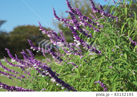 メキシカンブッシュセージの白花【緑背景】 83132193