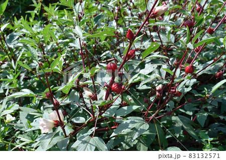 ハイビスカスローゼル 83132571