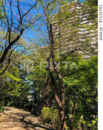 東京品川・御殿山ヒルズの御殿山庭園 東京品川・御殿山ヒルズの御殿山庭園 83132761