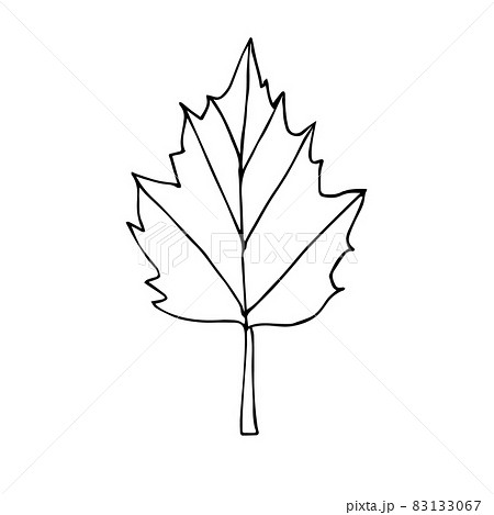 Vector hand drawn doodle sketch leaf 83133067