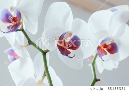 Orchid phalaenopsis. White flowers with pink and purple tones on grey background, close up. Butterfly orchid. A bloom phalaenopsis plant. A place for your design or text. High-quality photo 83133321
