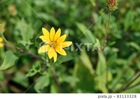 キクイモの花 キクイモの花 83133328
