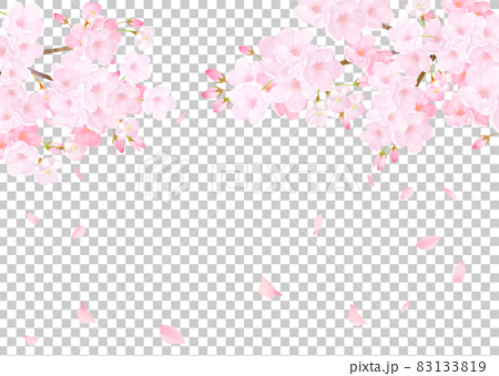 美しく華やかな桜の花と花びら舞い散る春の白バック背景ベクター素材イラスト 83133819