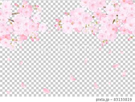 美しく華やかな桜の花と花びら舞い散る春の白バック背景ベクター素材イラスト 83133819