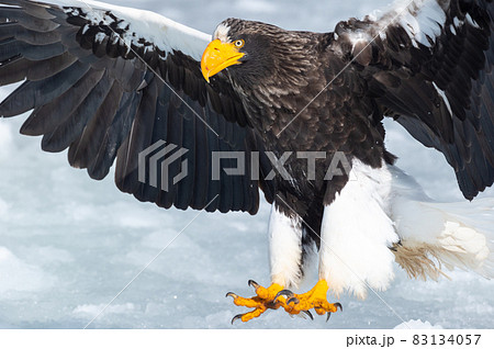 知床 冬 知床 冬 83134057