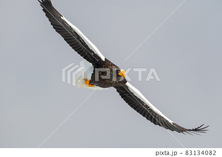 知床　冬 83134082