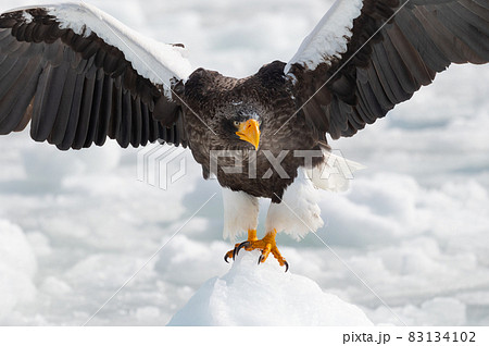 知床 冬 知床 冬 83134102