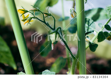 実が付き始めたミニトマトと花 成熟前 の写真素材