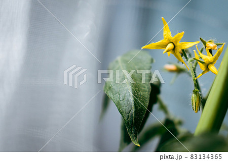 ミニトマトの花 83134365
