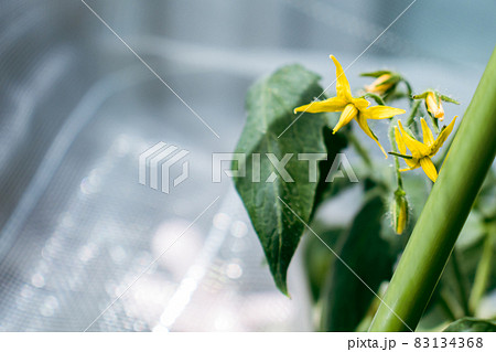 ミニトマトの花の写真素材