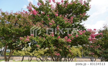 公園 ベロン木 木 83134513