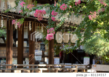 京都、白峯神宮の境内に咲く百日紅の花と風景 京都、白峯神宮の境内に咲く百日紅の花と風景 83134557