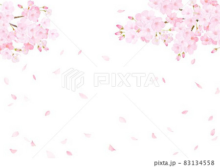美しく華やかな桜の花と花びら舞い散る春の白バック背景ベクター素材イラストのイラスト素材