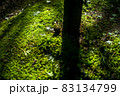渓流のある公園の風景 83134799