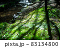 渓流のある公園の風景 83134800