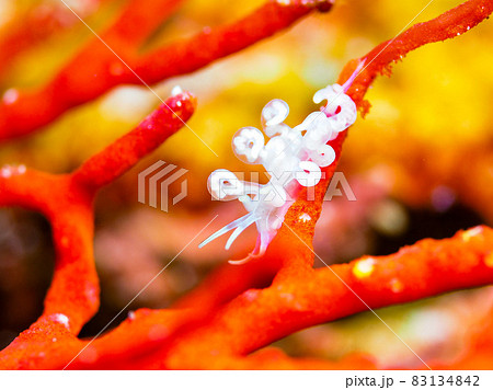 ウミウシ 83134842