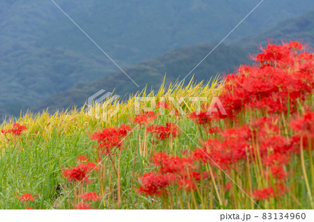 実った稲穂と彼岸花と山 83134960