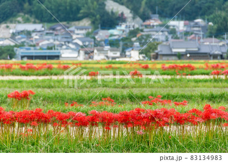 町並みと田んぼの土手に咲く彼岸花 83134983