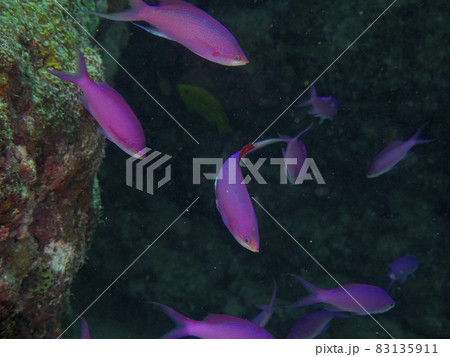 【水中写真】石垣島の海で出会った色とりどりの生き物たち・ハナゴイ 83135911
