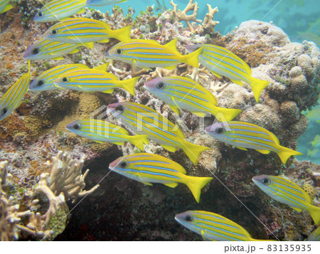 【水中写真】石垣島の海で出会った色とりどりの生き物たち・ヨスジフエダイ 【水中写真】石垣島の海で出会った色とりどりの生き物たち・ヨスジフエダイ 83135935