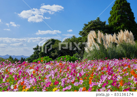 コスモスとパンパスグラス 83136174