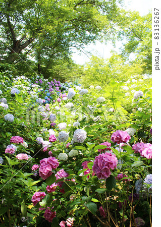 カラフル紫陽花、アジサイ寺の矢田寺 83136267