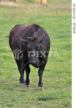 牧場の風景・和牛 83136618